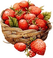 Des fraises de pays pour réussir votre charlotte aux fraises.