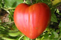 Tomates coeur de boeuf, ou tomate noire de Crimée, choisissez de belles tomates bien mûres et de préférence de culture bio ou artisanale.